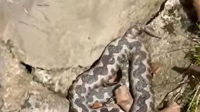 (video)-panika-na-omiljenom-izletistu!-setaci-pronasli-najotrovniju-zmiju-u-travi-kod-banjaluke:-gradanima-upuceno-hitno-upozorenje