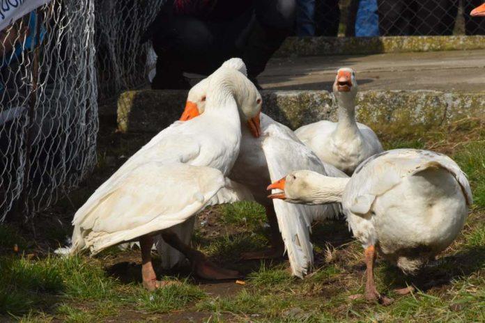 gusanijada-u-mokrinu,-kobra-svemirac-do-titule-posle-17-minuta-epske-borbe:-jubilarno-40.-nadmetanje-okupilo-134-gusana-(foto)