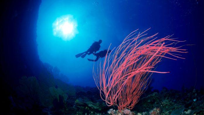 misterija-na-dnu-pacifika:-na-4.000-metara-dubine-lezi-neobicno-groblje-koje-nikada-necemo-videti,-a-uskoro-stize-i-najveci-gigant-(video)