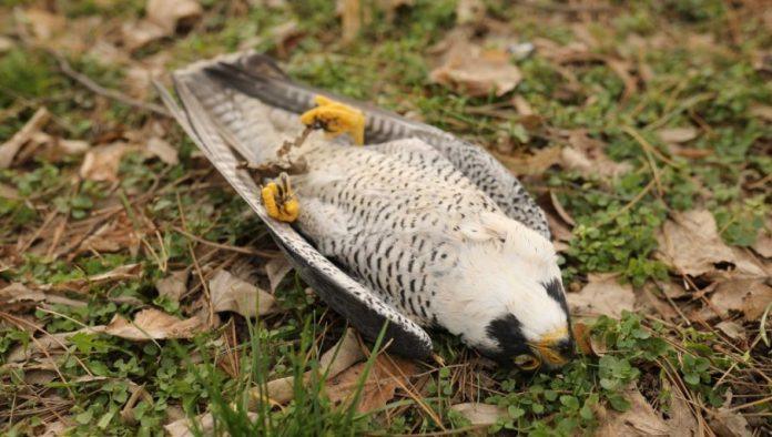 “unistavaju-i-citava-stanista”-dzpps-upozorava:-zbog-nelegalnih-aktivnosti,-stradaju-i-ptice-i-zivotinje-(foto)