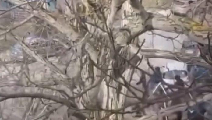 novi-snimak-jezive-tuce-navijaca-pred-veciti-derbi!-“delije”-i-“grobari”-u-strasnom-sukobu-palicama-(video)