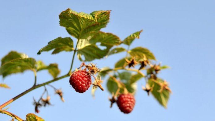 crveno-zlato-pod-zastitom-drzave:-hoce-li-i-cena-biti-veca?