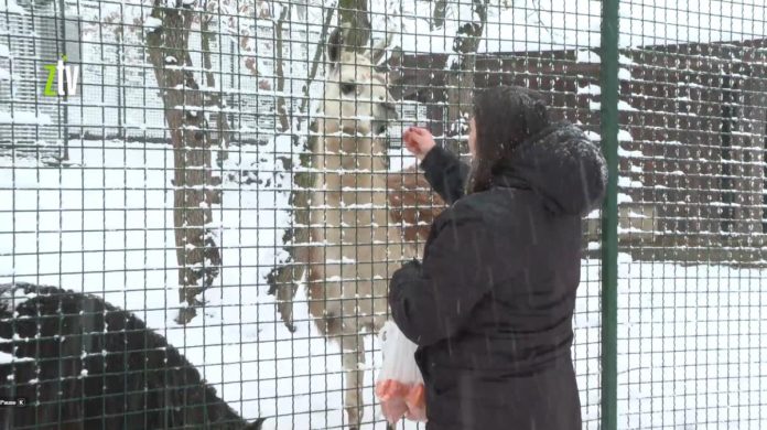 “muja-najvise-voli-ovo-vreme,-ali-i-da-se-grudva”-atrakcija-borskog-zoo-vrta-dosla-je-sa-dalekog-tibeta-i-obozava-sneg-(video)