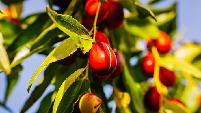 radisa-iz-bobova-gaji-neobicno-voce-koje-ne-gubi-svezinu-ni-posle-nekoliko-meseci:-cena-po-kilogramu-od-6-do-10-evra