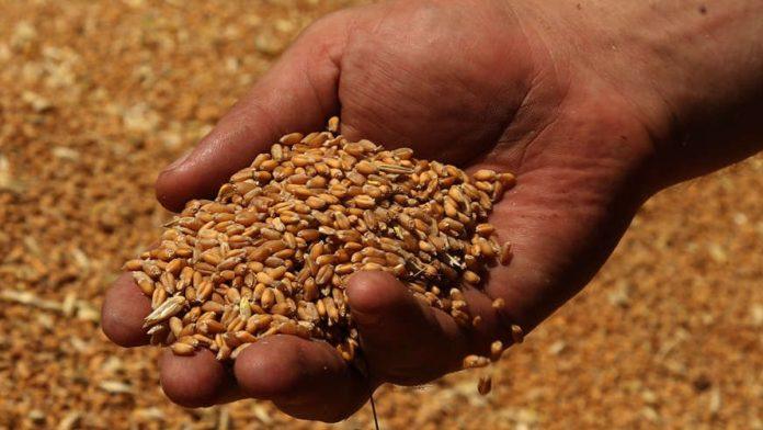 produktna-berza:-rast-cene-psenice-i-pad-interesovanja-za-kukuruz-i-jecam-obelezili-nedelju