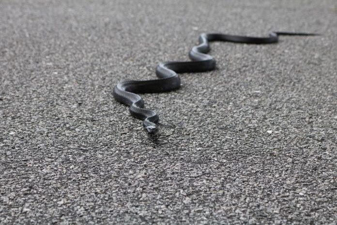 “ako-su-sad-krenule,-sta-nas-ceka-u-julu?”-bata-sreo-zmiju-usred-februara:-po-starom-verovanju-–-ne-pise-nam-se-dobro,-ali-evo-sta-kaze-nauka-(video)