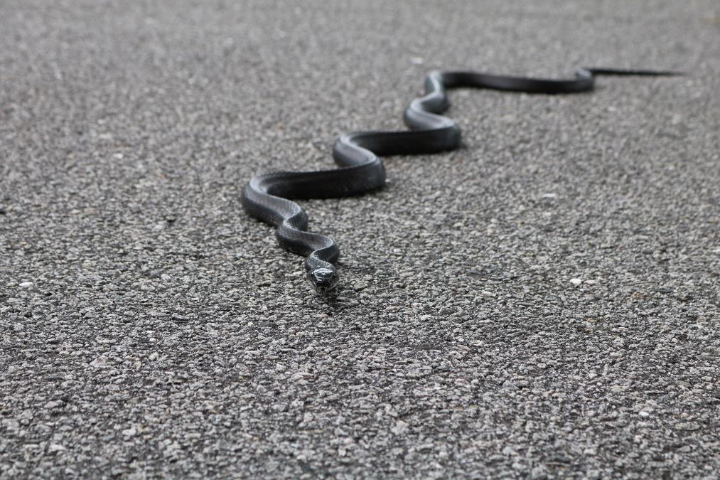 “ako-su-sad-krenule,-sta-nas-ceka-u-julu?”-bata-sreo-zmiju-usred-februara:-po-starom-verovanju-–-ne-pise-nam-se-dobro,-ali-evo-sta-kaze-nauka-(video) “ako-su-sad-krenule,-sta-nas-ceka-u-julu?”-bata-sreo-zmiju-usred-februara:-po-starom-verovanju-–-ne-pise-nam-se-dobro,-ali-evo-sta-kaze-nauka-(video)