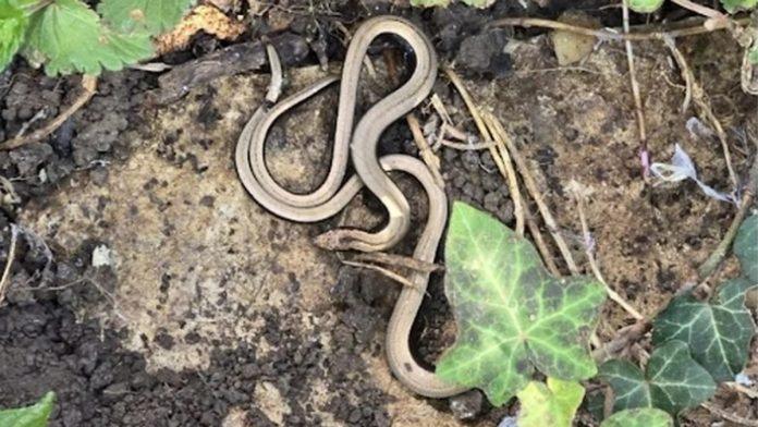srbi-masovno-drze-ovaj-predmet-u-dvoristu,-a-ne-znaju-da-privlaci-zmije-kao-magnet