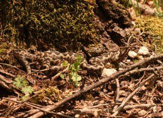 Zavlače se u podrume i dvorišta, a napadaju iznenada! Nova “prolećna pretnja” vlada na sve strane, kreće najezda! Evo o čemu je tačno reč i kako da se ponašate zavlace-se-u-podrume-i-dvorista,-a-napadaju-iznenada!-nova-“prolecna-pretnja”-vlada-na-sve-strane,-krece-najezda!-evo-o-cemu-je-tacno-rec-i-kako-da-se-ponasate