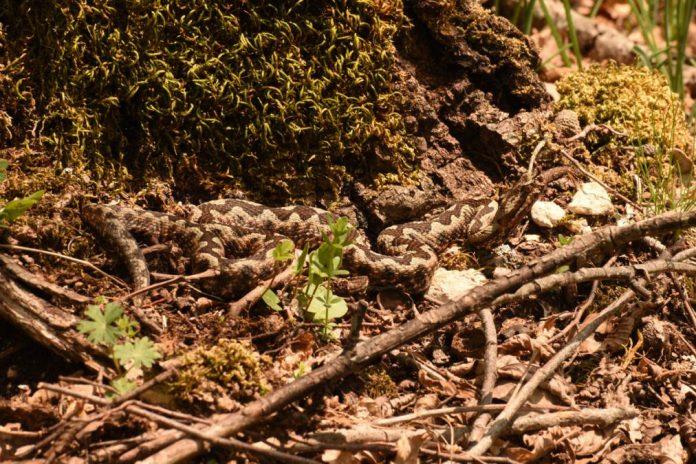 zavlace-se-u-podrume-i-dvorista,-a-napadaju-iznenada!-nova-“prolecna-pretnja”-vlada-na-sve-strane,-krece-najezda!-evo-o-cemu-je-tacno-rec-i-kako-da-se-ponasate