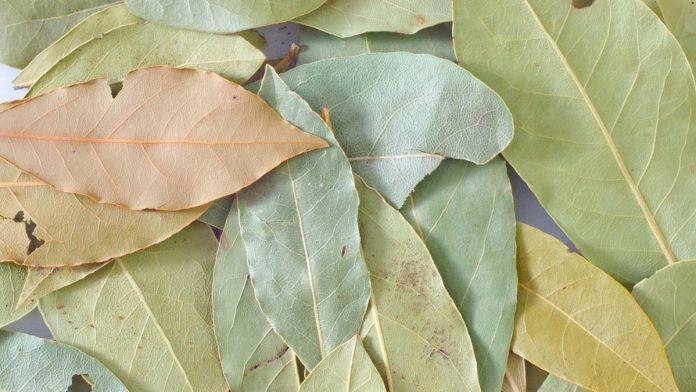 zapalite-list-lovora-i-gledajte-kako-vam-se-sve-u-kuci-menja