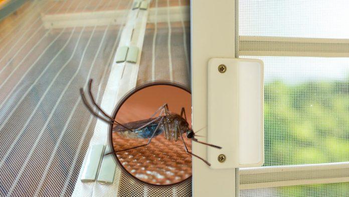 “ubo-me-je-kroz-carapu,-ja-ovo-ne-pamtim-u-ovo-vreme!”:-beogradani-se-vec-zale-na-komarce!-strucnjak-objasnjava-da-li-nam-preti-najezda