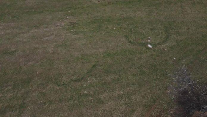 cudo-prirode-kod-kosjerica:-misteriozna-pojava-na-travi-javlja-se-svakog-proleca,-mestani-ih-nazivaju-majdanski-krugovi-a-neki-veruju-da-tu-vile-igraju-kolo