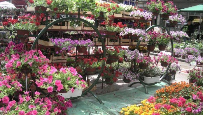 ulaganja-se-vracaju-za-9-meseci:-kako-postati-uspesan-proizvodac-cveca-u-srbiji