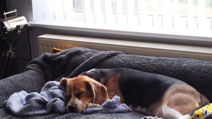 mislite-da-radite-najbolje-za-svog-kucnog-ljubimca?-strucnjaci-tvrde-da-ovih-10-navika-moze-ozbiljno-da-im-naskodi