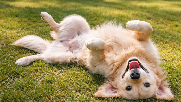 nije-uvek-poziv-na-ceskanje:-evo-sta-zapravo-znaci-kada-se-pas-prevrne-na-leda