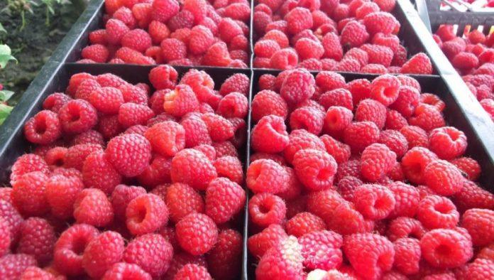 srpska-malina-cenjena-u-svetu:-po-novom-sistemu-deklarisanja-domaci-proizvod-bice-jasno-oznacen