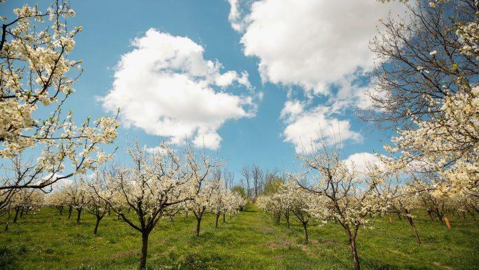 hladna-zima-otvorila-vrata-za-rekordni-rod,-ali-i-velike-rizike:-ovo-su-objasnjenja-strucnjaka