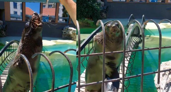 uginula-jedna-od-najstarijih-zivotinja-beo-zoo-vrta!-poslednji-skok-berta:-omiljena-foka-vise-nece-zabavljati-posetioce-–-oglasili-se-iz-zooloskog!