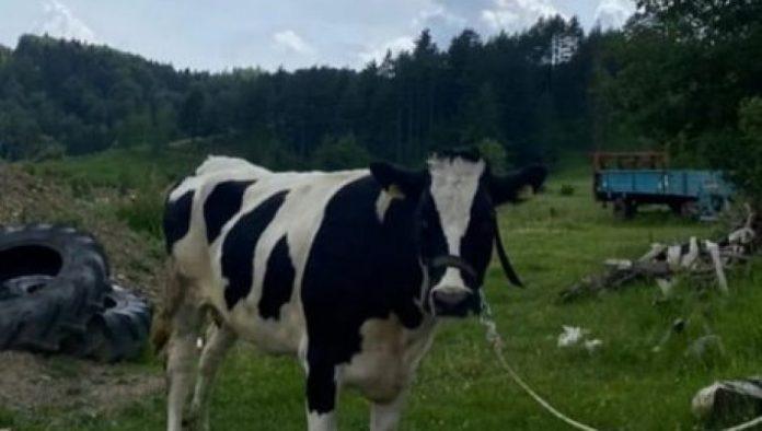 dri-utvrdila-nepravilnosti-uprave-za-veterinu:-veterinarima-1,-55-milijardi-dinara-bez-papira