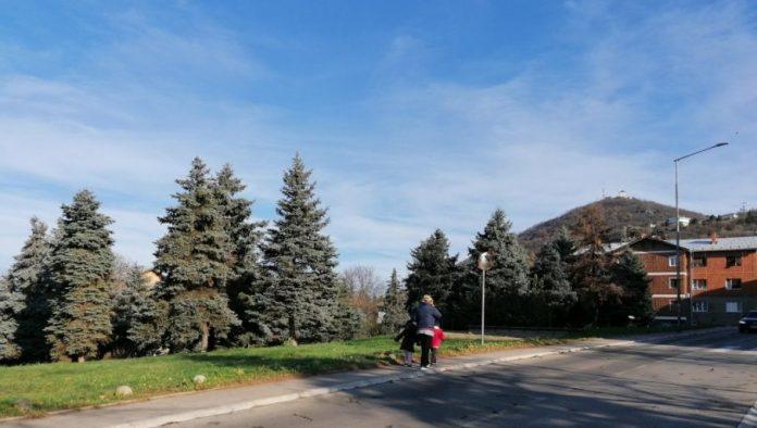 obnovljen-titov-gaj-u-vrscu:-nekada-imao-88-stabala,-koliko-i-predsednik-jugoslavije-kada-je-umro-(foto)