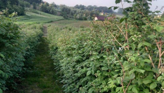 zabrinjava-rano-budenje-maline:-mart-bi-mogao-da-donese-veliki-problem