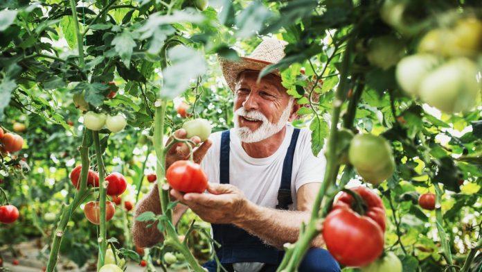 uz-jedan-trik-paradajz-moze-da-rodi-duplo-tokom-sezone,-a-caka-je-iskljucivo-u-sadnji