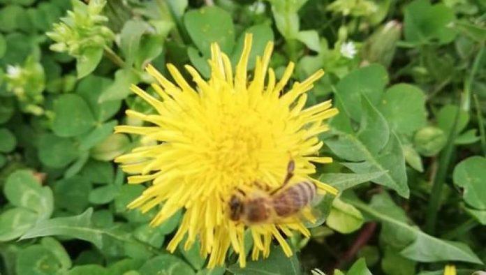 u-hrvatskoj-pazite-kada-berete-cvece:-ako-nemate-ovaj-papir,-kazne-su-i-do-4.000-evra!