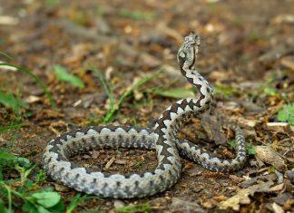 IVAN UHVATIO ČAK 9 OTROVNIH ZMIJA ZA 4 DANA! Cela Srbija u čudu zbog HORORA u njegovom dvorištu: Ako vas ujedu, jednu stvar NI SLUČAJNO nemojte da radite (FOTO) ivan-uhvatio-cak-9-otrovnih-zmija-za-4-dana!-cela-srbija-u-cudu-zbog-horora-u-njegovom-dvoristu:-ako-vas-ujedu,-jednu-stvar-ni-slucajno-nemojte-da-radite-(foto)