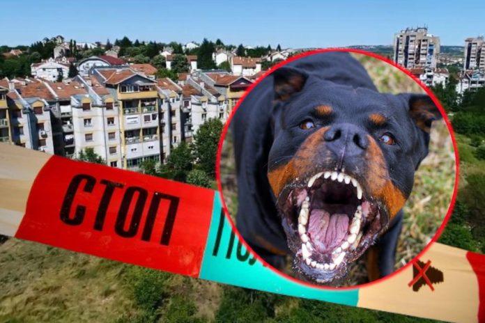 “najveca-greska-vlasnika-je-sto-ne-socijalizuju-psa”-goran-sarenac-o-greskama-vlasnika-koje-mogu-dovesti-do-napada-pasa-za-kurir:-“ovo-je-alarm-za-vlasnika…”