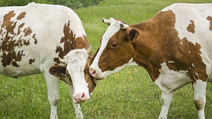 javni-pozivi-stocarstvo,-podsticaji-i-brza-isplata:-sta-donosi-novi-kalendar-resornog-ministarstva-2026.