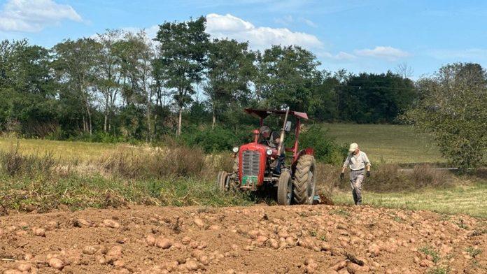 svet-voli-srpski-cips,-ali-buducnost-pod-znakom-pitanja:-ovo-su-izazovi-sa-kojima-se-suocavaju-domaci-proizvodaci-krompira
