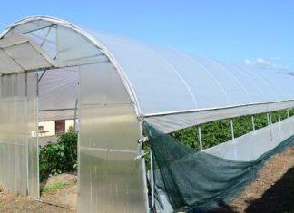 OSNOVA JE ZEMLjIŠTE: Kako do visokih i stabilnih prinosa povrća u plasteniku? osnova-je-zemljiste:-kako-do-visokih-i-stabilnih-prinosa-povrca-u-plasteniku?