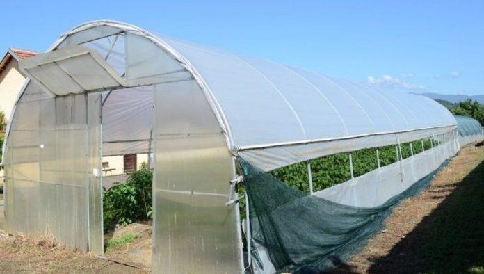 osnova-je-zemljiste:-kako-do-visokih-i-stabilnih-prinosa-povrca-u-plasteniku?