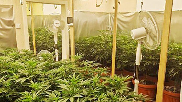 pronadeno-180-biljaka-i-12-kilograma-marihuane!-velika-akcija-policije-u-subotici,-uhapsene-dve-osobe-(foto)