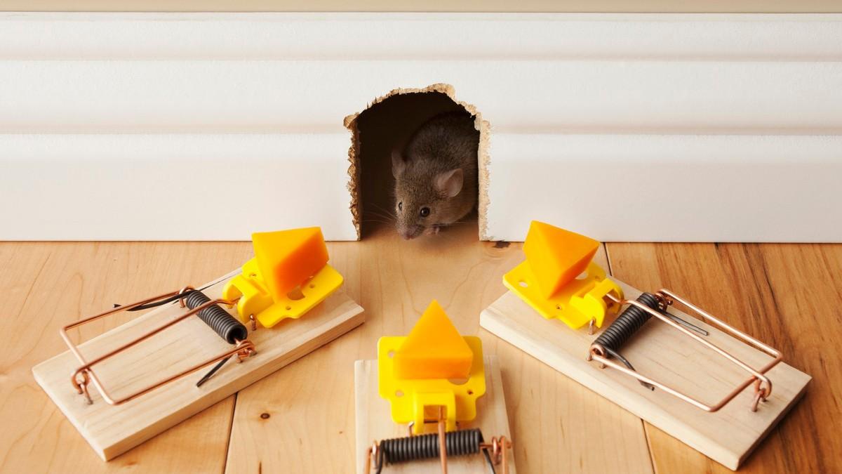 zbog-ovih-5-stvari-misevi-vam-stalno-ulaze-u-dvoriste-i-kucu:-evo-kako-da-ih-se-resite zbog-ovih-5-stvari-misevi-vam-stalno-ulaze-u-dvoriste-i-kucu:-evo-kako-da-ih-se-resite