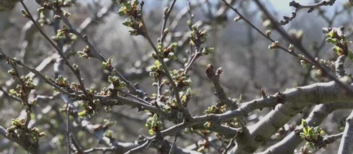 mraz-preti-vocnjacima!-kako-zastititi-cvetove?-vocari-u-strahu-–-rod-moze-nestati-za-jednu-noc