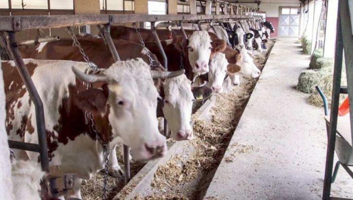 podsticaji-za-stocarstvo-najveci-na-svetu-ministar-glamocic:-po-kravi-55.000-dinara,-a-to-nije-sve