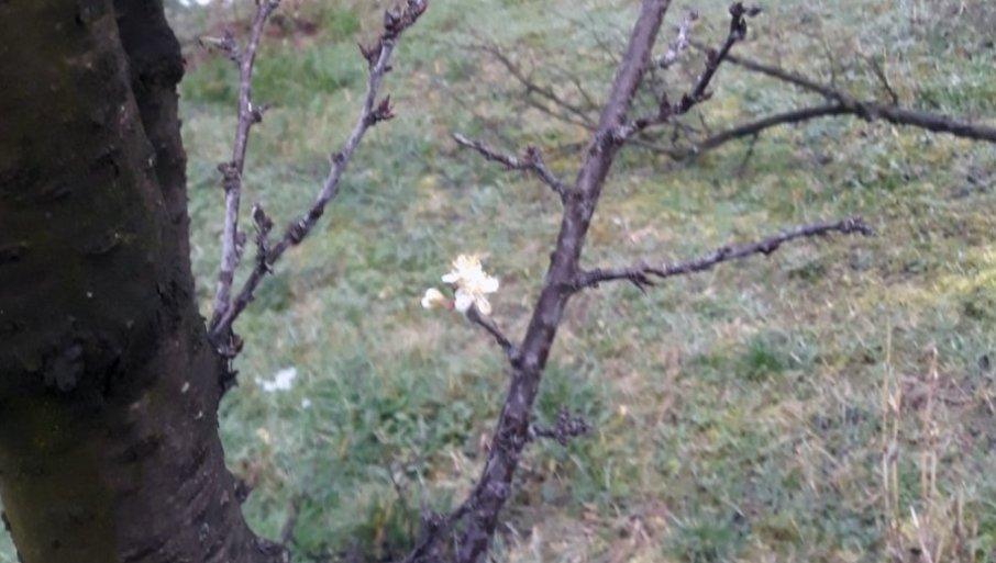 velika-briga-vocara:-ako-se-ovo-desi-–-ode-ceo-rod velika-briga-vocara:-ako-se-ovo-desi-–-ode-ceo-rod