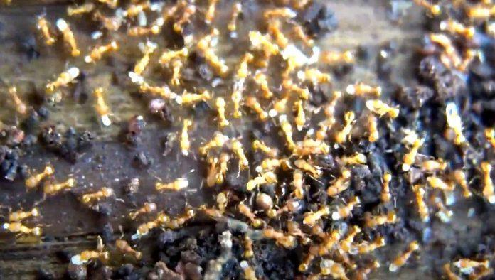 verovali-ili-ne:-covek-optuzen-za-sverc-mrava