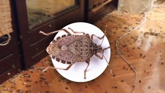 smrdibube-beze-od-ovoga-“glavom-bez-obzira”:-svi-ga-imaju-u-kuhinji,-a-iako-same-sire-smrad,-ovaj-miris-nikako-ne-podnose