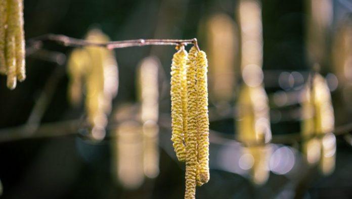 zastita-leske-nakon-cvetanja:-evo-koji-su-prvi-koraci-u-zasadima