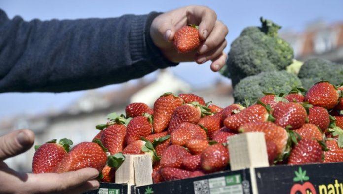 priprema-jagoda-za-novu-sezonu:-osigurajte-krupne,-slatke-i-zdrave-plodove