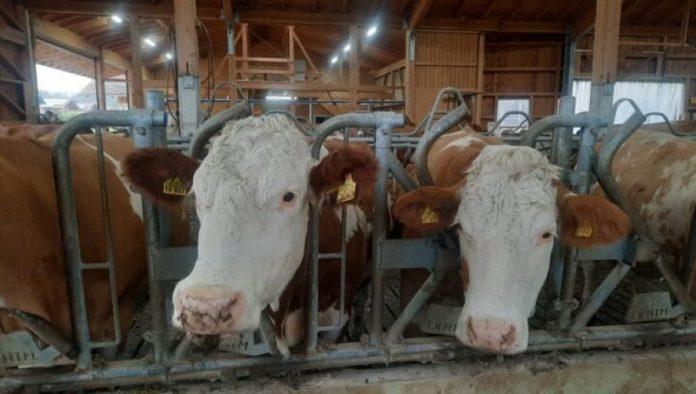 kamenje-iz-zeluca-vrednije-od-–-zlata:-pomama-medu-stocarima,-28-grama-je-vredno-cak-5.000-evra