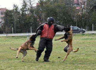 Dresura u centru u Nišu: Obuka pasa za službu u jedinicama Vojske Srbije dresura-u-centru-u-nisu:-obuka-pasa-za-sluzbu-u-jedinicama-vojske-srbije