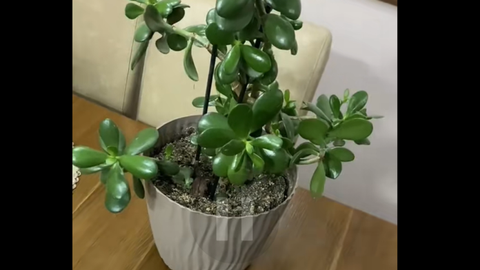 spas-za-suve-listove!-srpkinja-otkrila-trik-za-ozivljavanje-sobnih-biljaka:-potrebna-su-vam-samo-tri-sastojka-iz-kuhinje