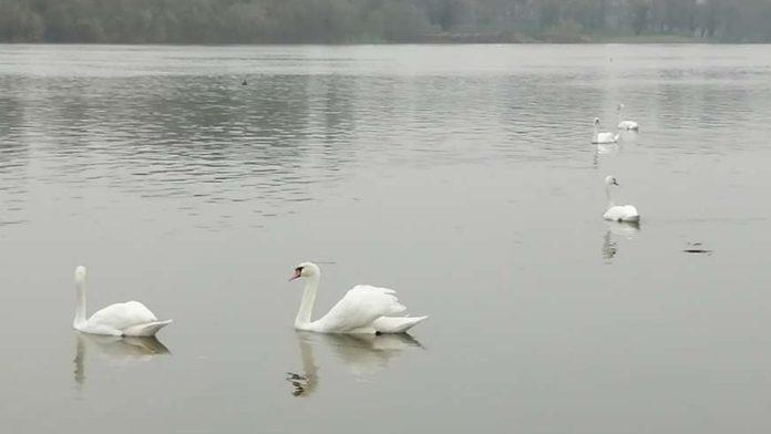 uzas-na-aleksandrovackom-jezeru-nasilno-rastavili-par-labudova:-jednog-odneli,-drugi-ostao-sam-i-uznemiren