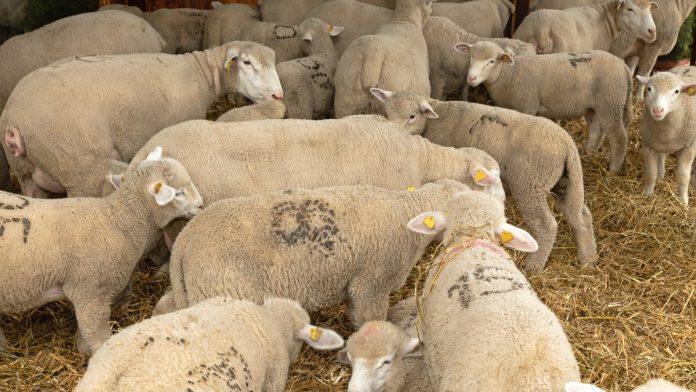 telad,-bikovi,-prasad-i-jagnjad:-ovo-je-pregled-najnovijih-cena-i-kretanja-na-stocnim-pijacama-u-srbiji