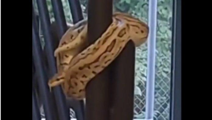 naucno-otkrice:-molekul-iz-krvi-pitona-mogao-bi-da-posluzi-za-nove-lekove-protiv-gojaznosti