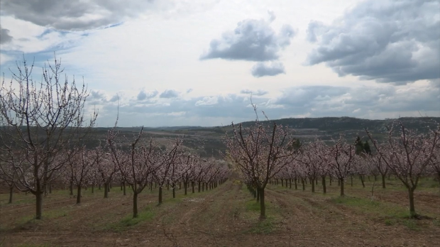 Кајсије-процветале-прерано,-воћари-стрепе-–-хоће-ли-мраз-поново-обрати-род Кајсије-процветале-прерано,-воћари-стрепе-–-хоће-ли-мраз-поново-обрати-род